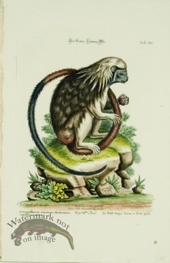 SSM 10 Le Petit Singe-Lion a' Tete grife (Little-Lion Monkey)